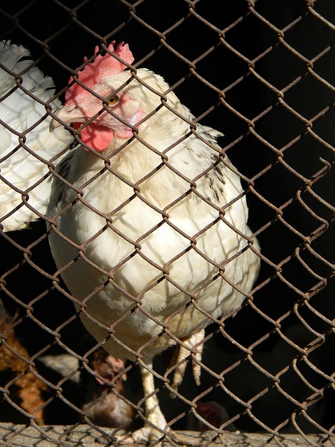 又了解法国 又了解法国